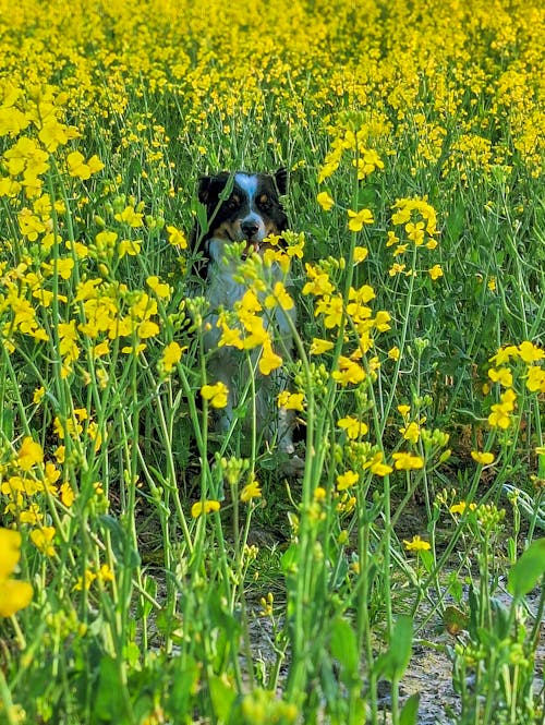 Základová fotografie zdarma na téma léto, pes, příroda