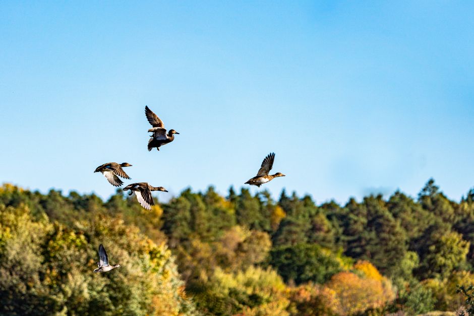 A group of ducks flying over an autumn forest in Enköping, Sweden, capturing a serene wildlife moment.