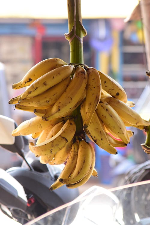 yellow Indian banana display on street 