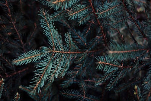 A close up of a pine tree branch