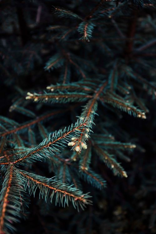 Free Close-up shot of conifer branches in Oybin, Germany, showcasing natural beauty. Stock Photo