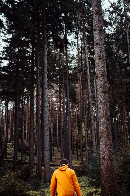 Man Wearing an Orange Jacket Hiking in a Forest