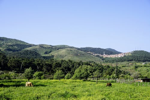 Gratis stockfoto met akkerland, berg, boerderij