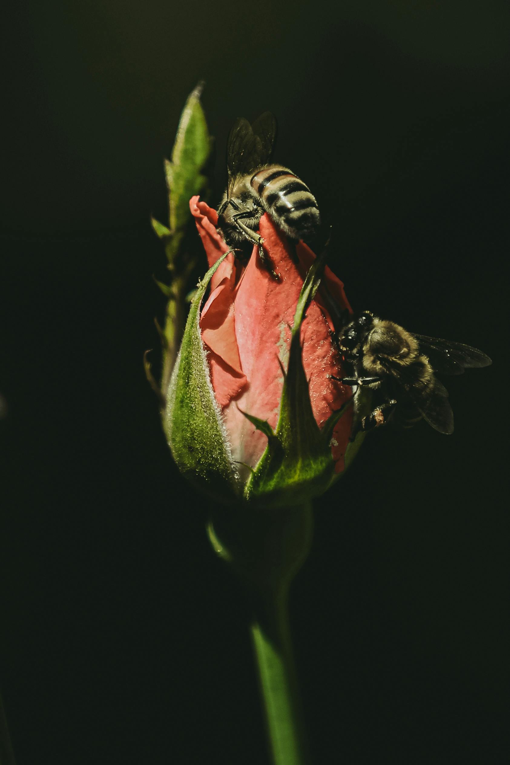 Close-up shot of honeybees pollinating a pink rosebud, showcasing nature's delicate interaction.