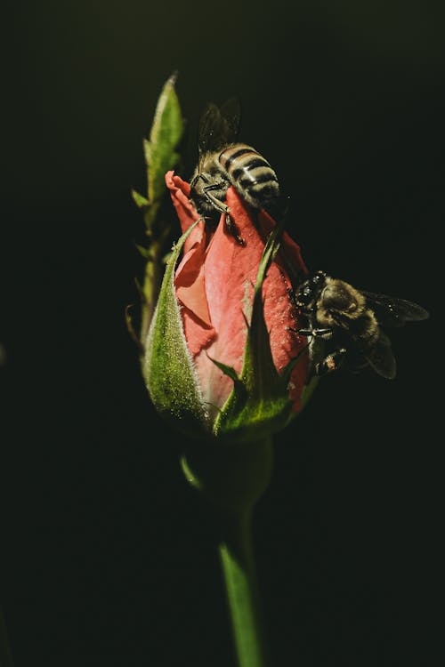 Foto profissional grátis de abelha, amor, animais selvagens