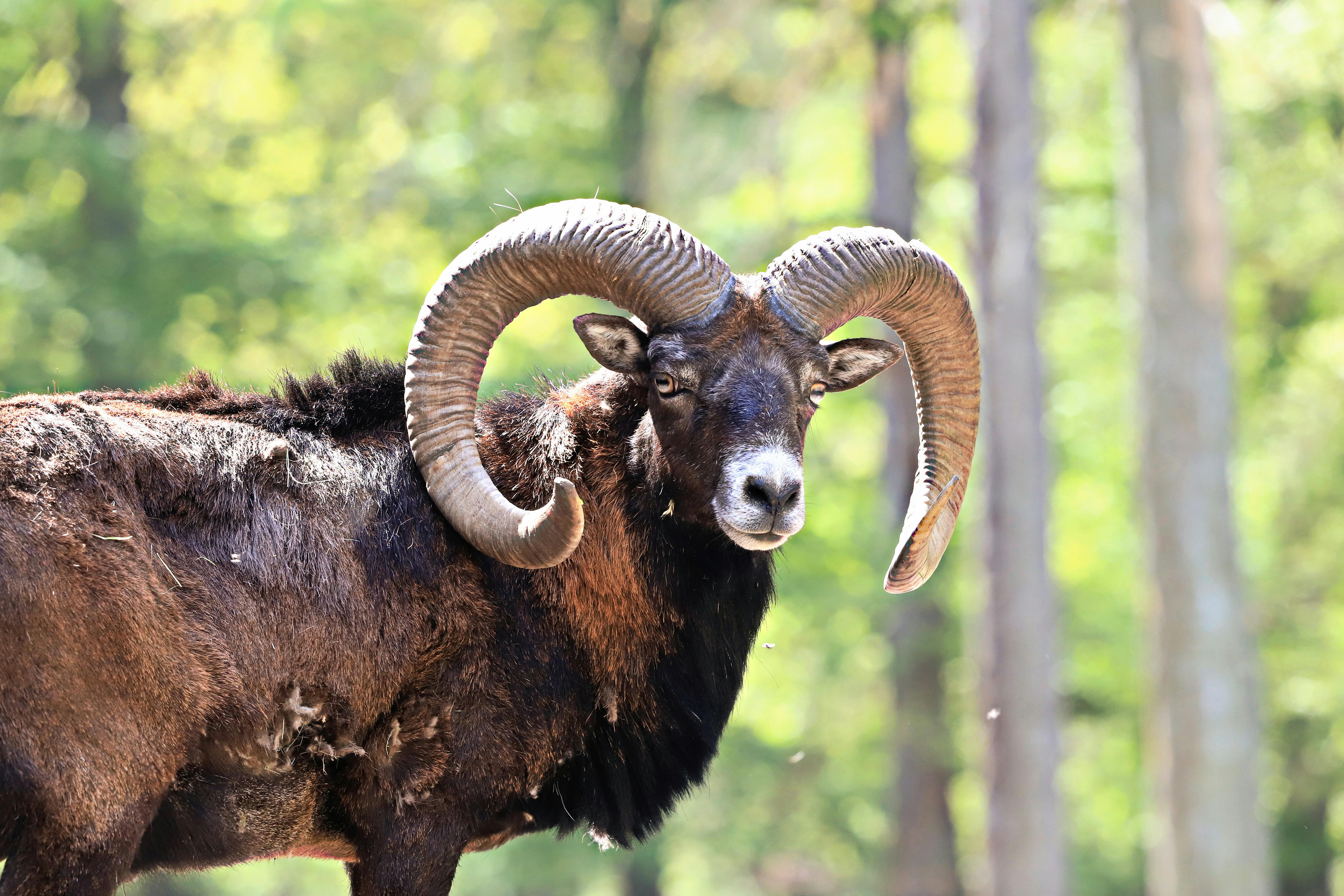 grátis Mufflon, Mais Largo Foto profissional