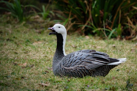 A serene shot of an Emperor Goose resting on grass in Karlsruhe, Germany.