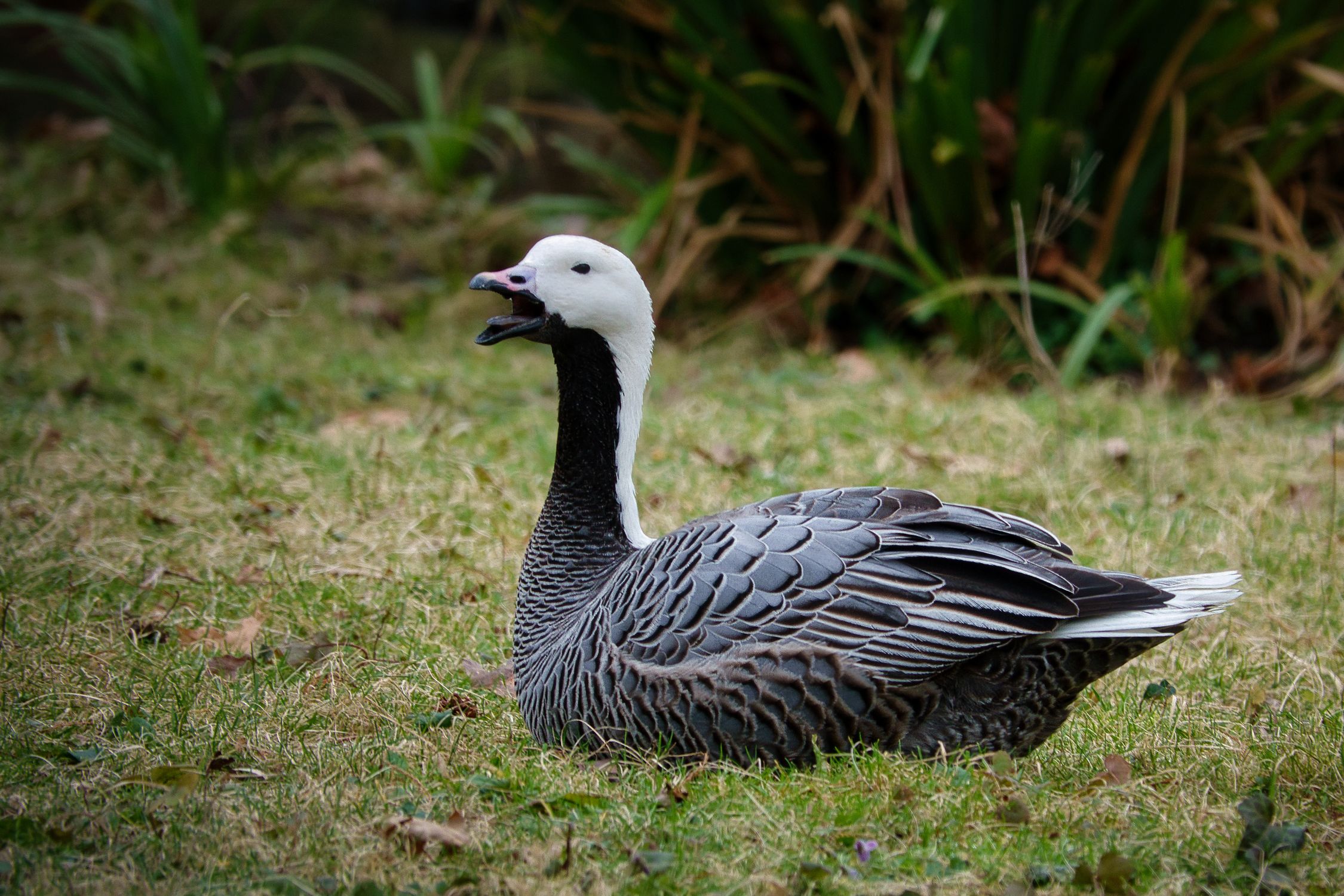 Emperor Goose Pattern Emperor Goose on Grass · Free Stock Photo