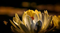 一只蜜蜂在盛开的黄白莲花附近徘徊的惊人宏观镜头