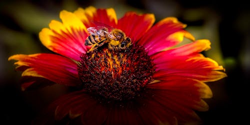 꿀벌 Pollinating 노란색과 분홍색 꽃잎 꽃
