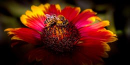 宏观镜头下，蜜蜂在五颜六色的花朵上采集花粉，凸显了大自然的美丽