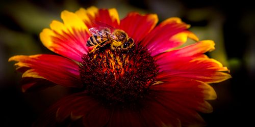 Free Macro shot of a bee collecting pollen on a colorful flower, highlighting nature's beauty. Stock Photo