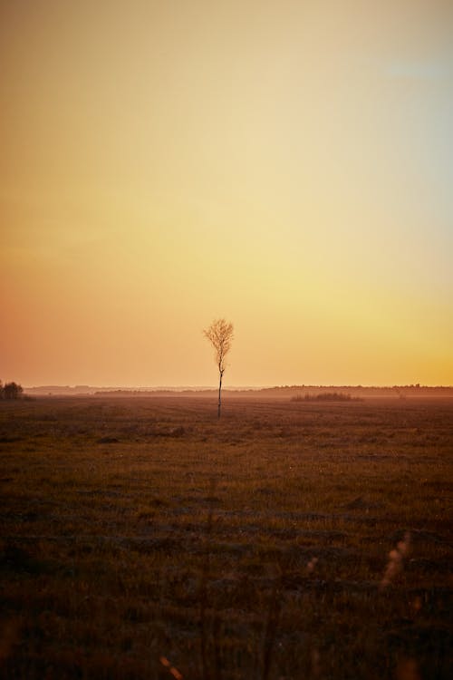 Leafless Tree on Green Grass Field during Sunset