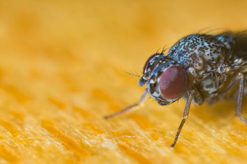 Black and Gray Fly