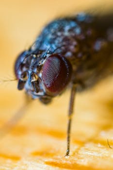 一张苍蝇的宏观特写图像，清晰地展现了其独特的红色复眼和精细的细节