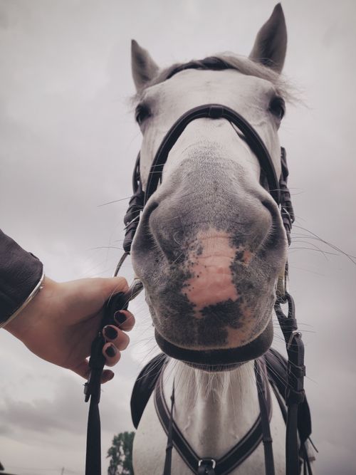 Free A close-up view of a white horse's face with a bridle, showcasing its large nostrils and gentle eyes. Stock Photo