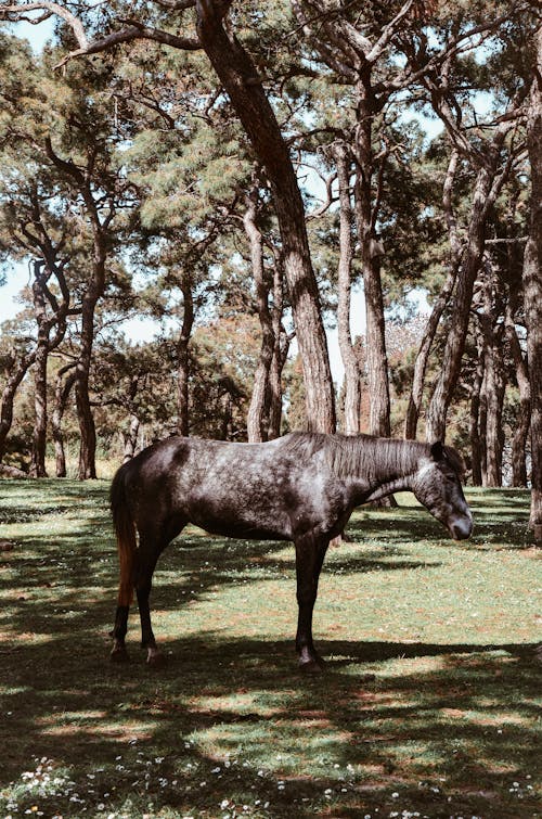 Cavallo Nero