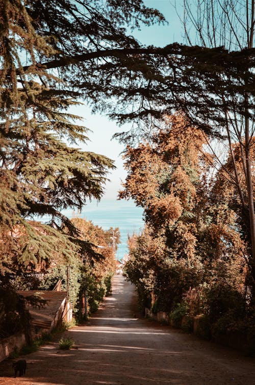 Free Tree Lined Concrete Road Leading to Sea Stock Photo
