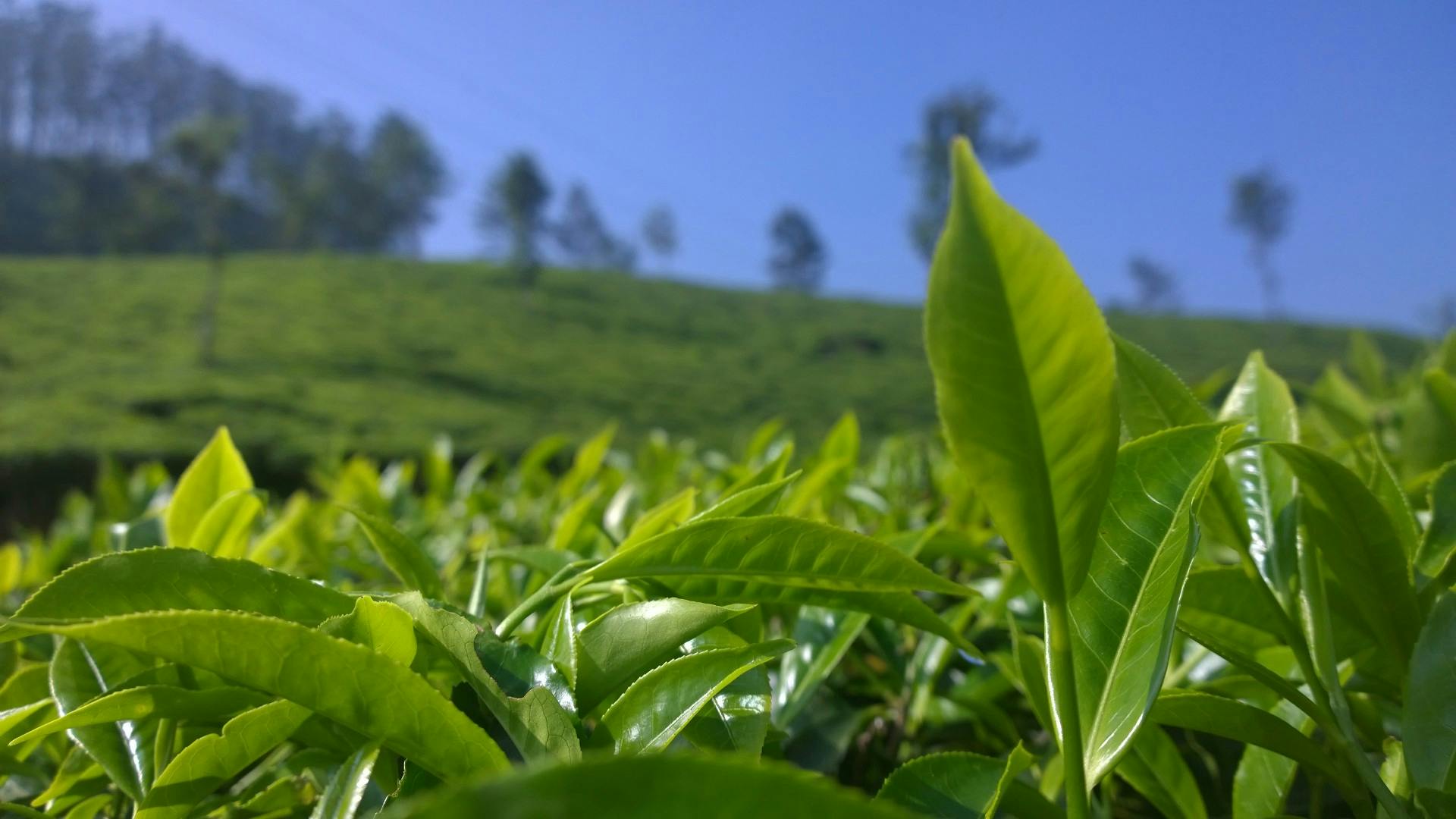 Free Stock Photo Of Greenery, India, Kerala