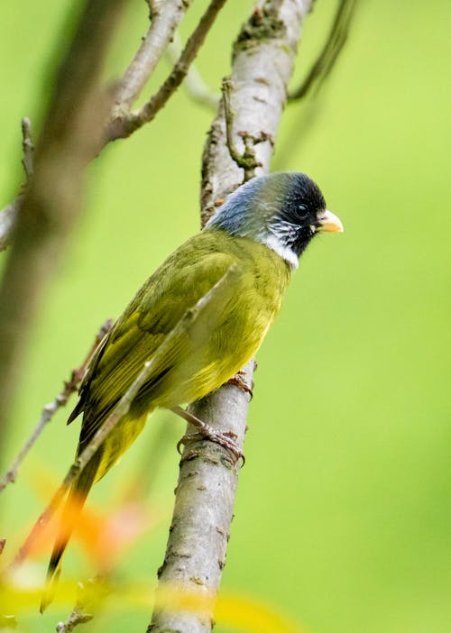 A small bird perched on a branch in front of green leaves