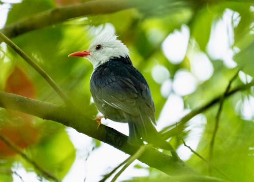 A bird with a white head and black body sitting on a tree branch