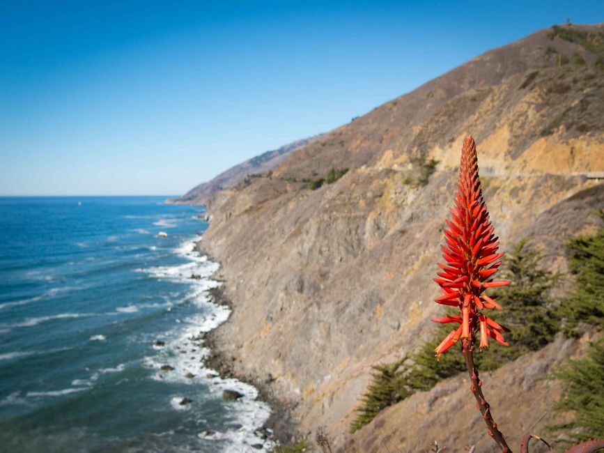 Coastal cliffs and ocean waves with a vibrant red aloe flower in California.