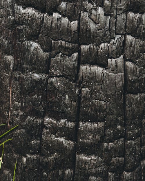 Бесплатное стоковое фото с beauty of nature, pattern, wood