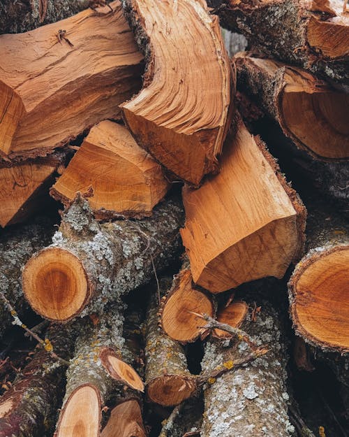 Ingyenes stockfotó erdészet, fa, fából készült témában