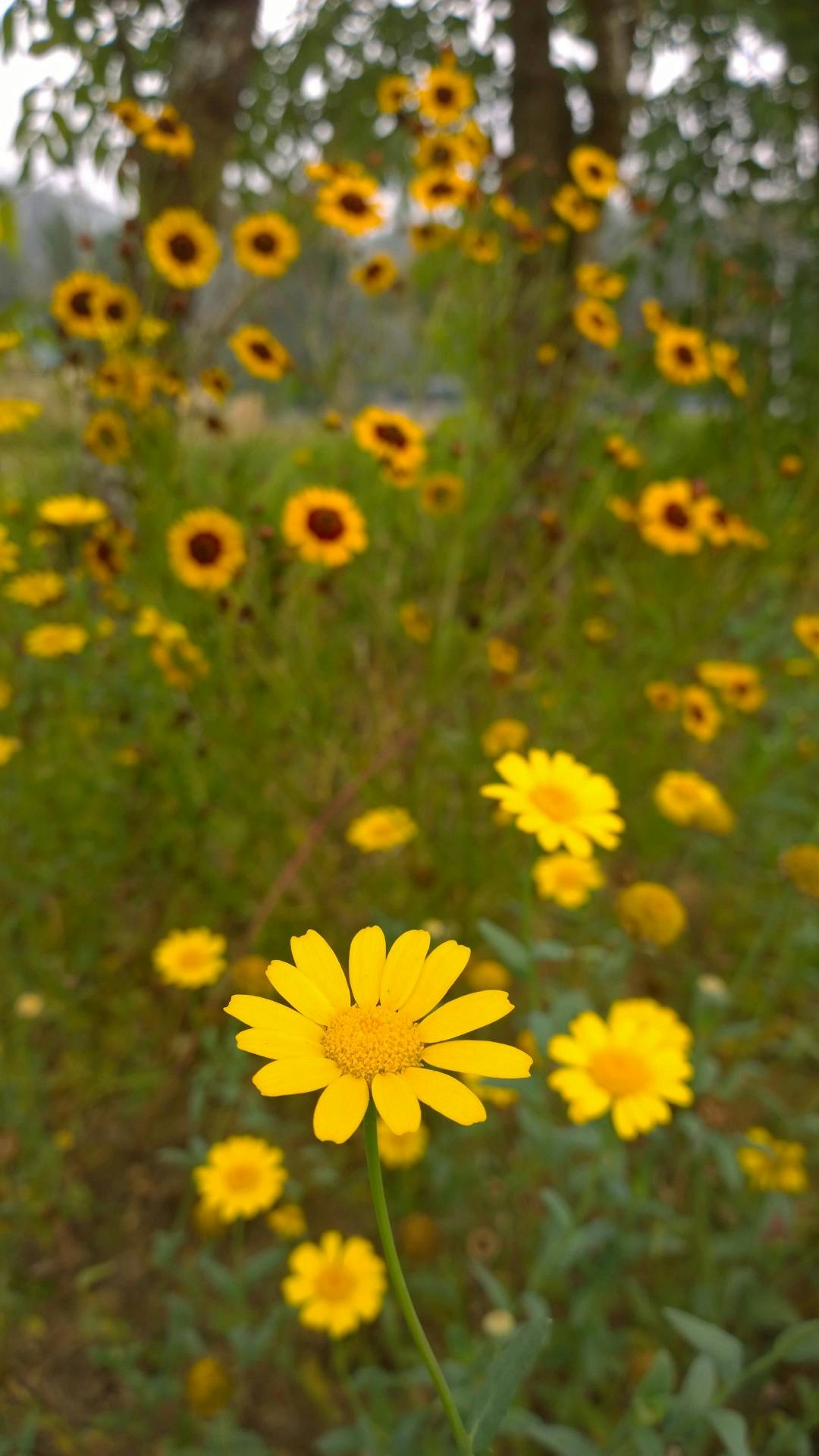 Free stock photo of botanical, flower, sunflower