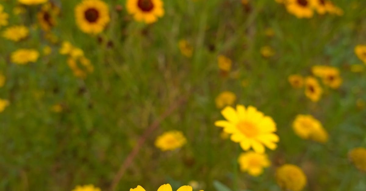 Free stock photo of botanical, flower, sunflower