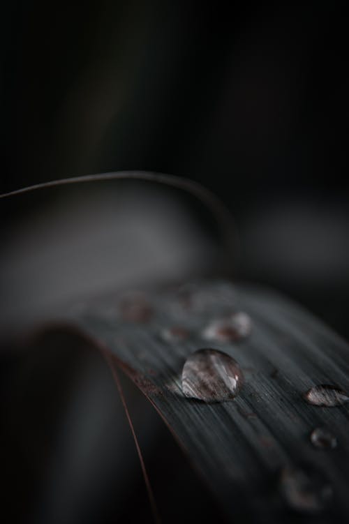 Dew Drops on Leaf