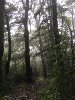A serene misty forest pathway in Amberley, Canterbury, showcasing tall trees and lush greenery.