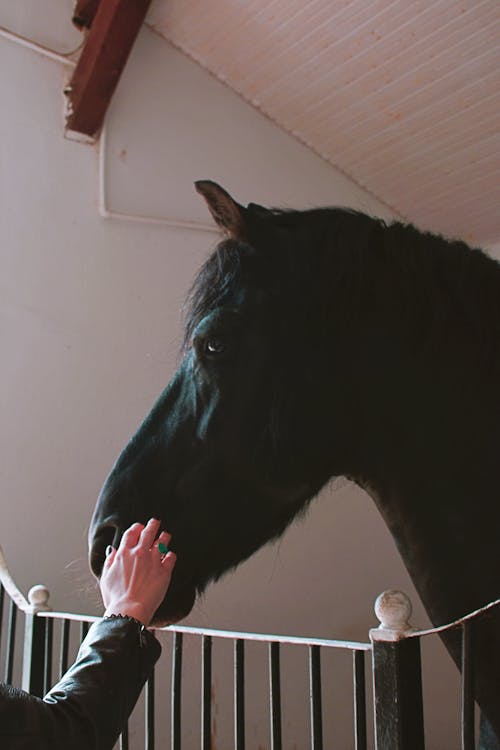 Gratis arkivbilde med dyrefotografering, fekting, hest Arkivbilde