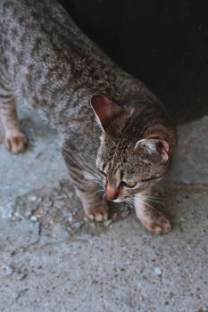 一只带有明显标记的虎斑猫在混凝土表面上探索户外