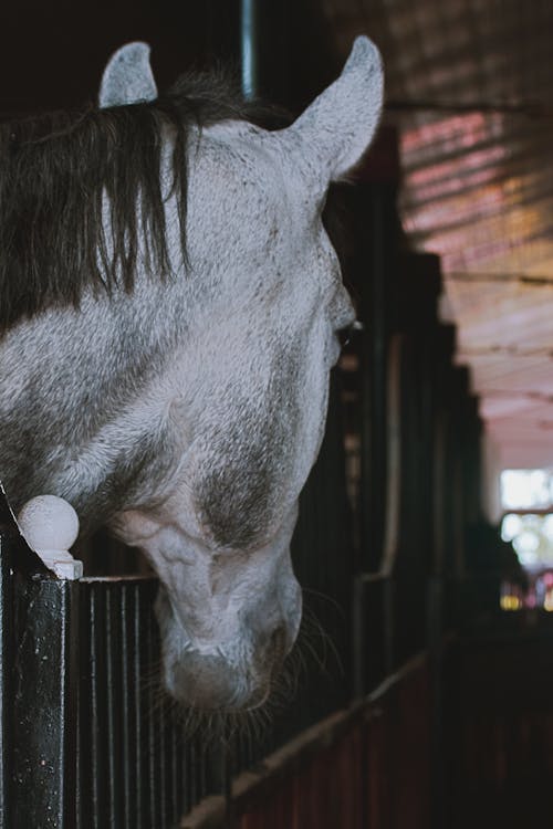 Caballo Gris En Una Jaula