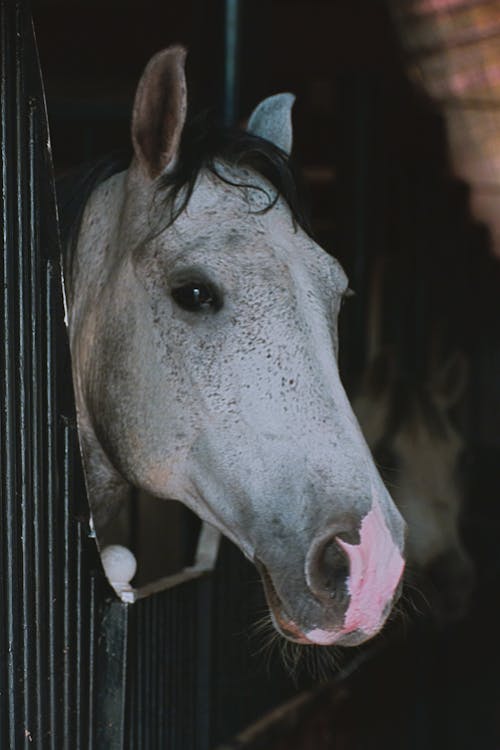 Close-Up View of Horse at the Stable