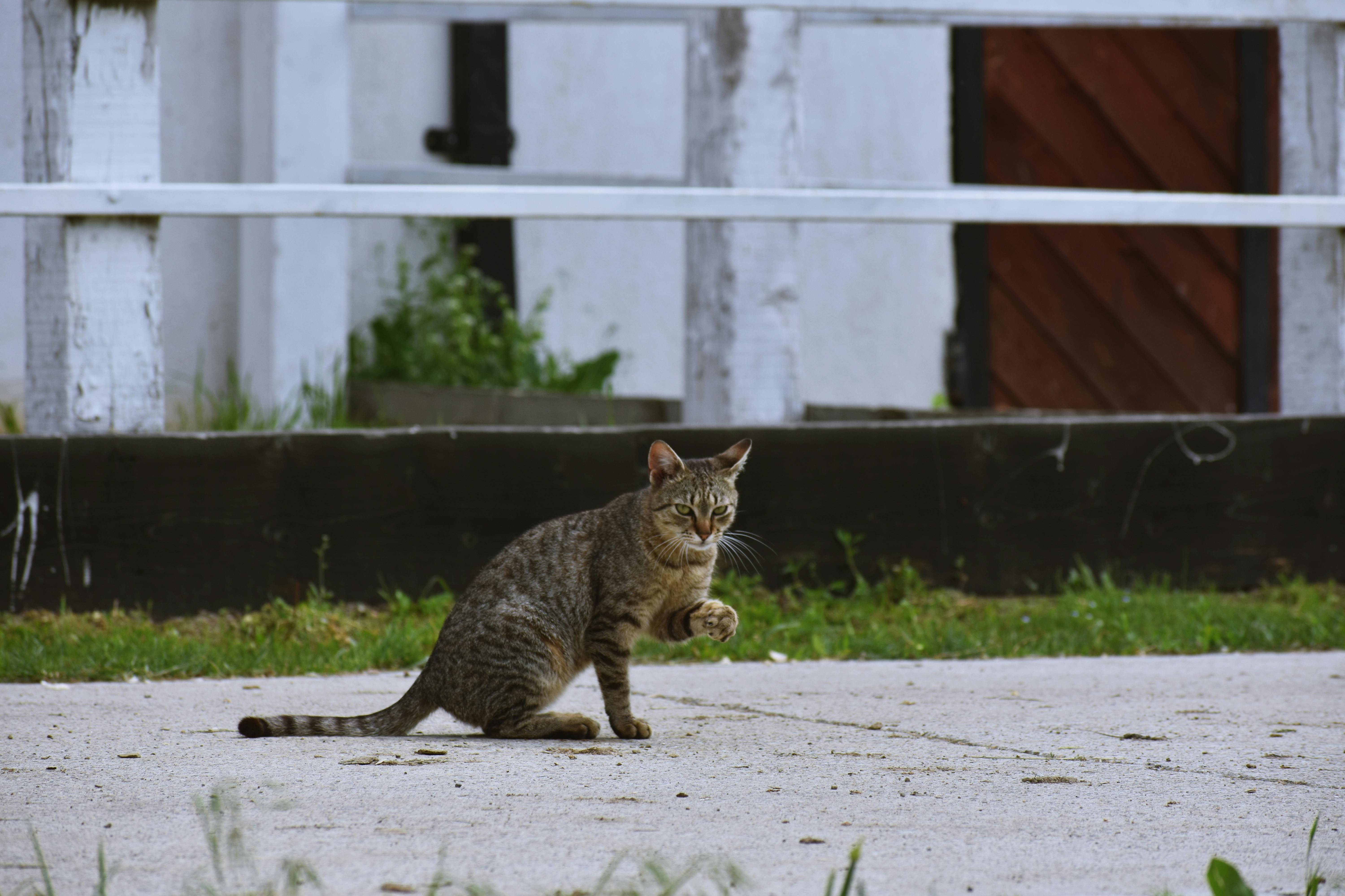 一只虎斑猫披着条纹皮毛，走在水泥路上，展现着家庭生活的气息