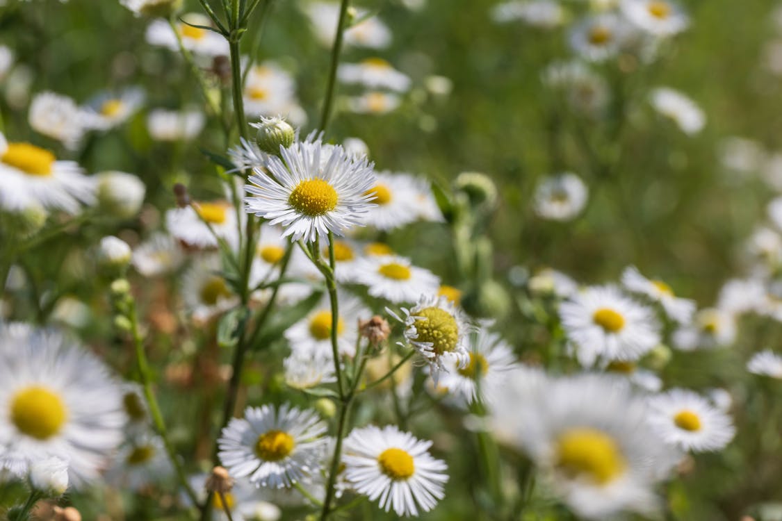 Foto stok gratis aster, berbayang, bidang