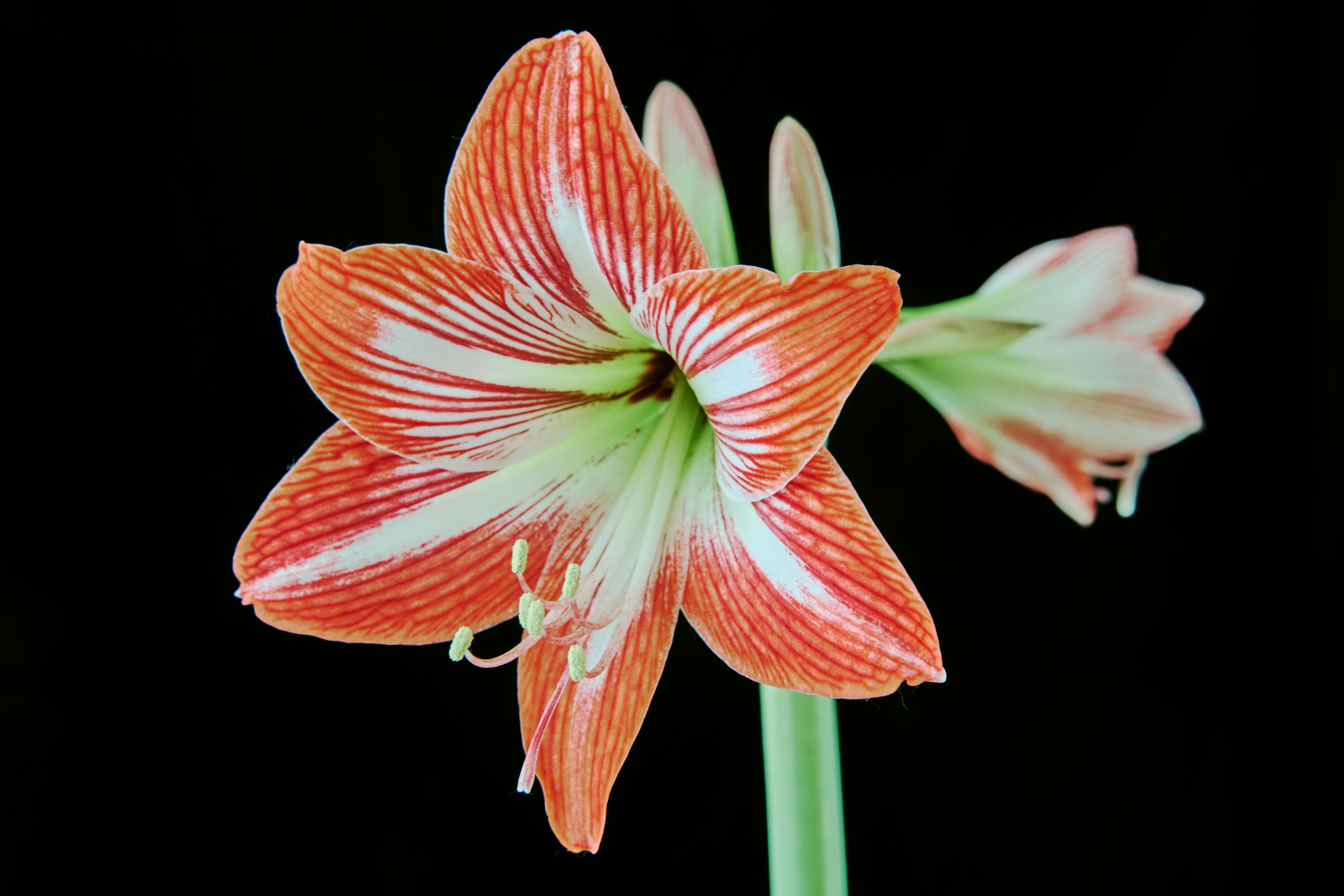 Close-up of a striking red and white amaryllis flower against a black background.