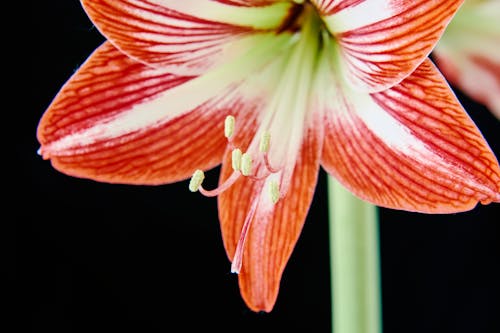 A close up of a red and white flower