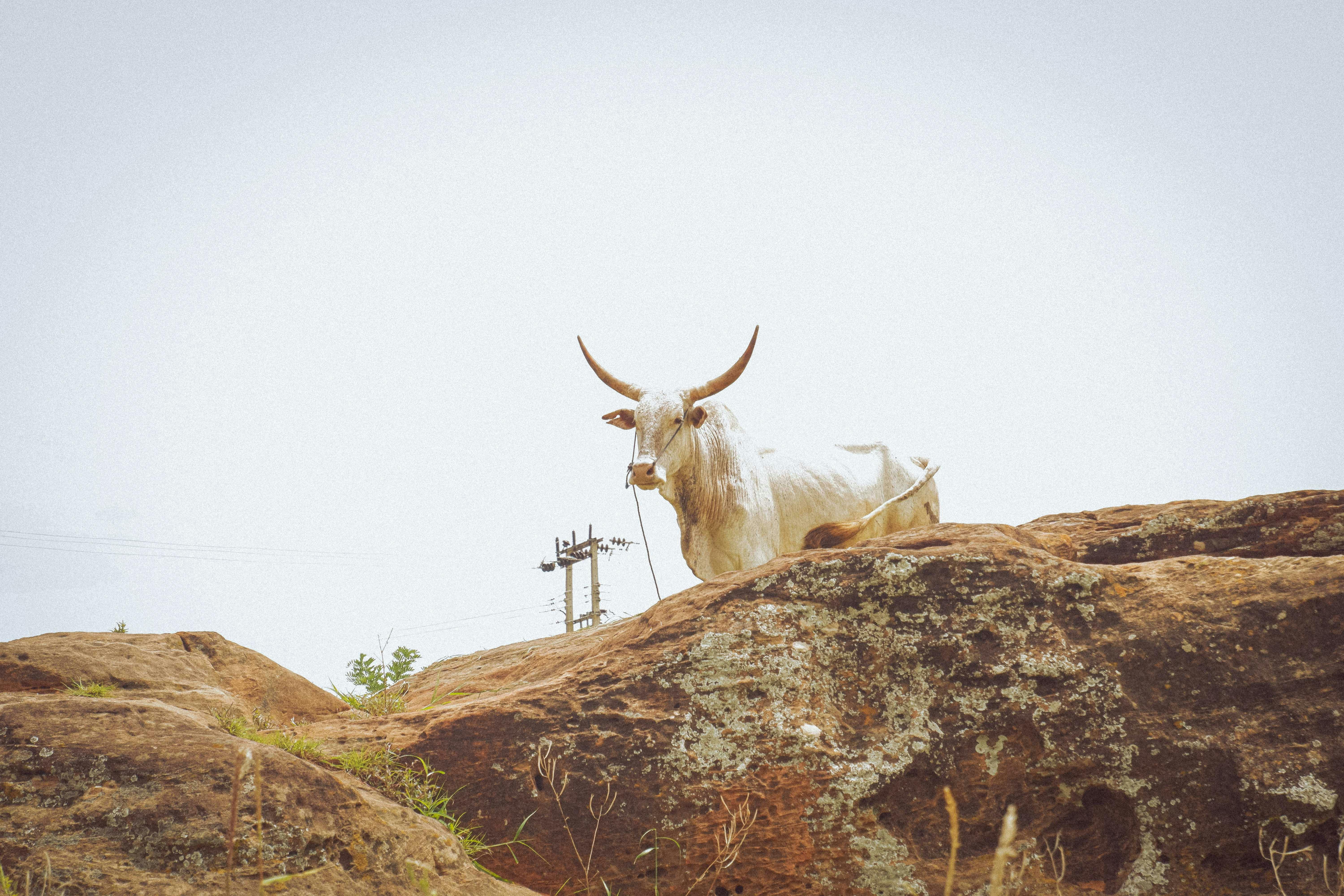Gratuit Photos gratuites de agriculture, animal de ferme, bétail Photos