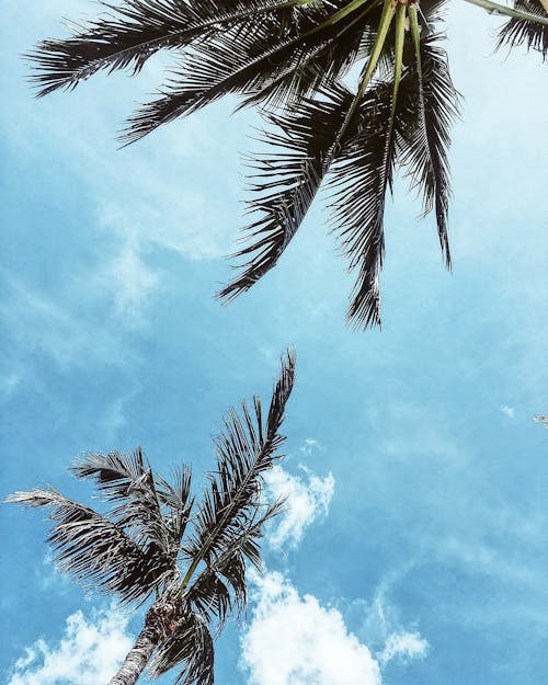 Fotobanka s bezplatnými fotkami na tému deň, idylický, kokosové palmy