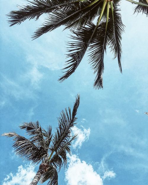 Free Serene view of coconut palms under a clear blue sky, capturing a tropical summer vibe. Stock Photo
