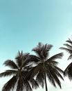 从低角度仰望棕榈树，明亮的蓝天映衬下，捕捉到了热带夏季的氛围