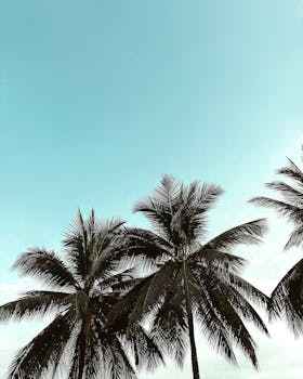 从低角度仰望棕榈树，明亮的蓝天映衬下，捕捉到了热带夏季的氛围