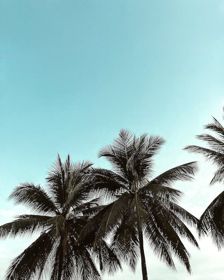 Palm Trees