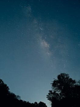 A breathtaking view of a starry night sky with trees silhouetted in rural India.