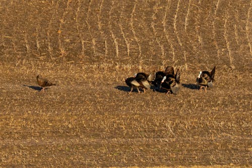 A group of birds walking across a field