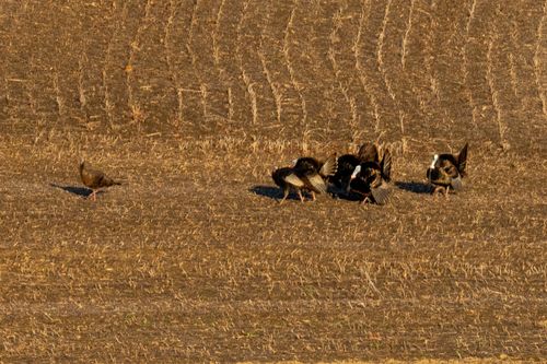 Free A group of wild turkeys foraging in a sunlit field in Ella, Wisconsin. Stock Photo