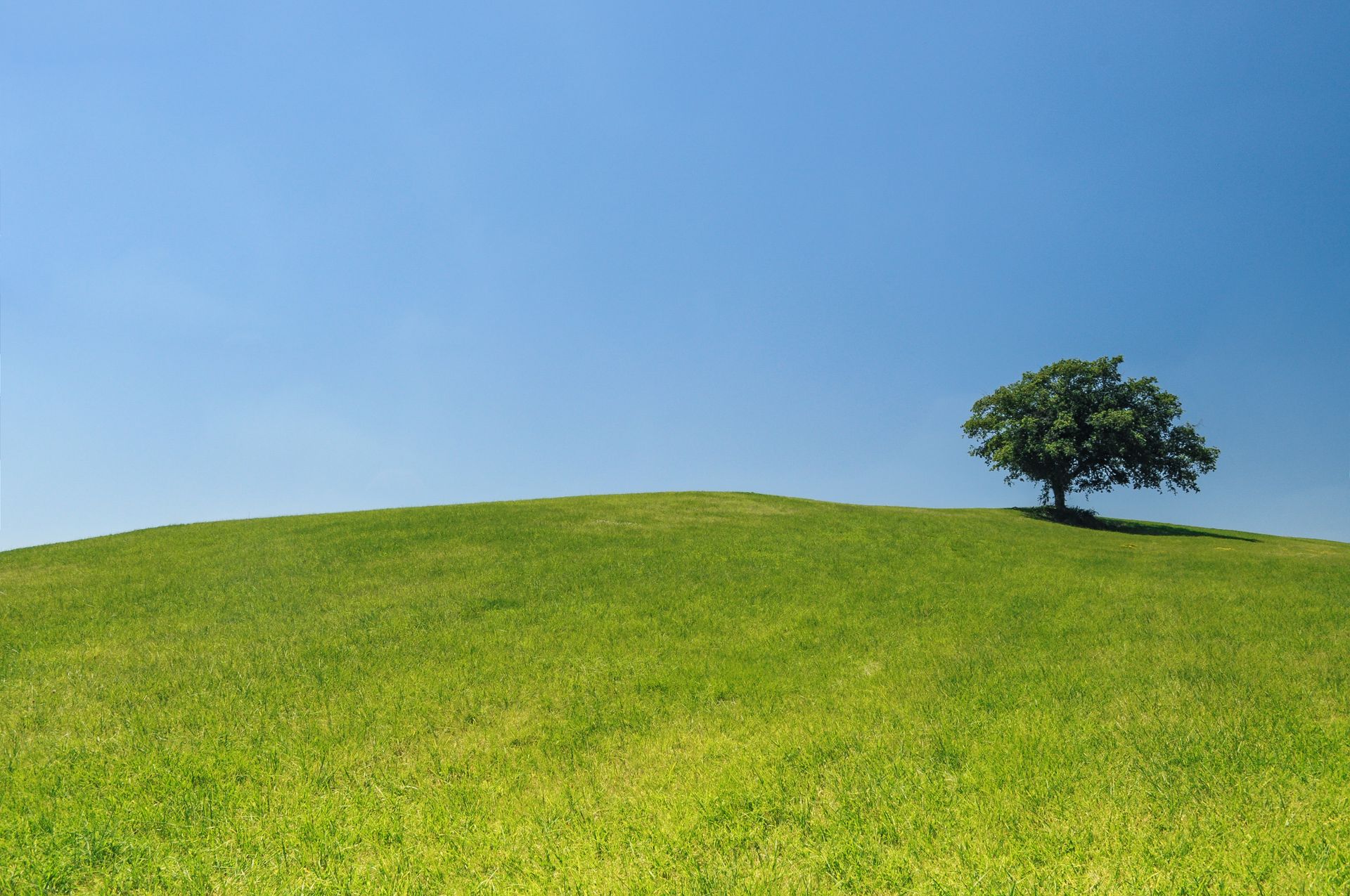 A lone tree stands on a grassy hill against a vibrant blue sky, embodying tranquility and nature's beauty.